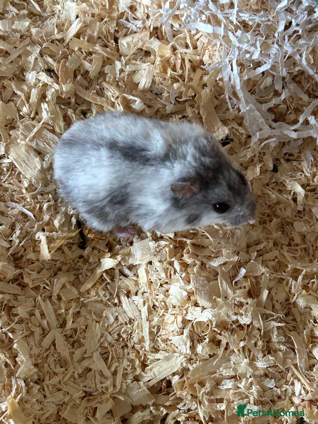 Hamster rodents for sale: Dwarf hamster - Image 1