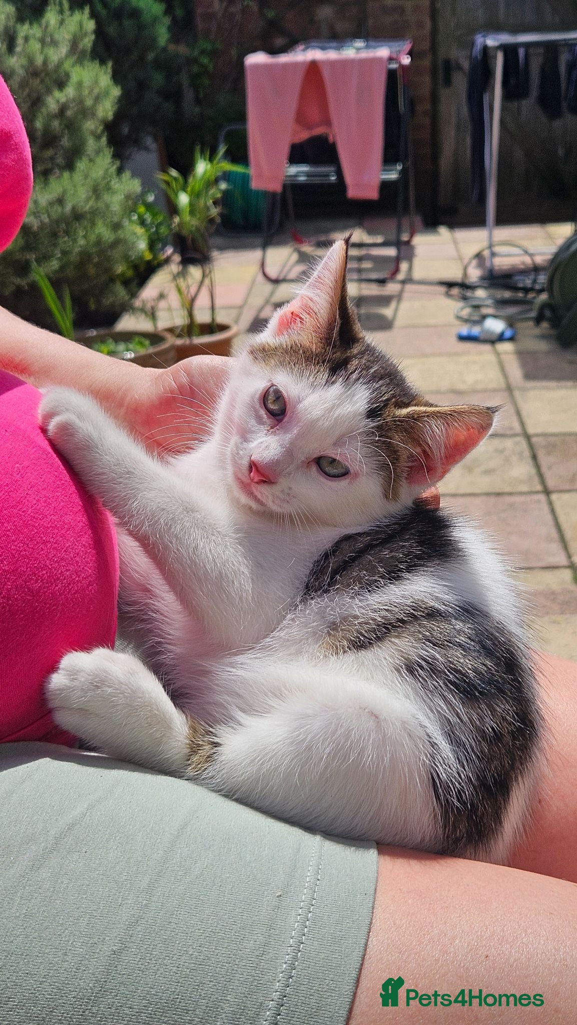 Domestic Shorthair cats Kitten  - Advert 1