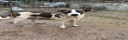 Mixed Breed dogs for adoption: Benson is looking for a dog friend! - Advert 3