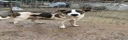 Mixed Breed dogs for adoption: Benson is looking for a dog friend! - Advert 3