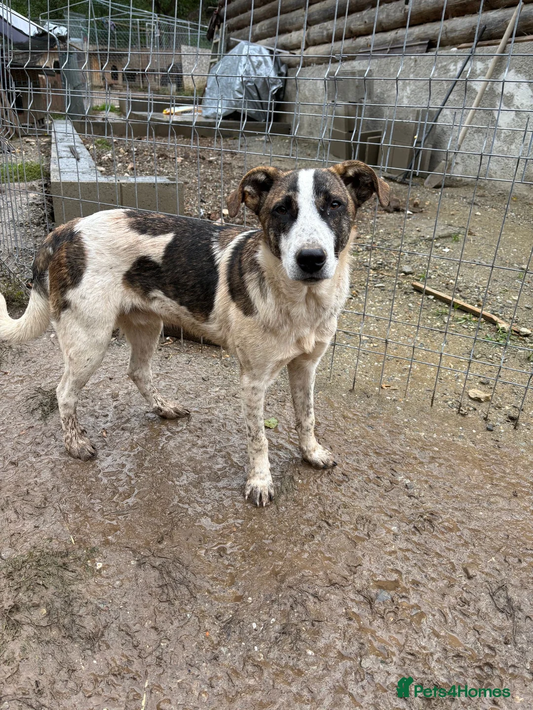 Mixed Breed dogs for adoption: Benson is looking for a dog friend! - Advert 3
