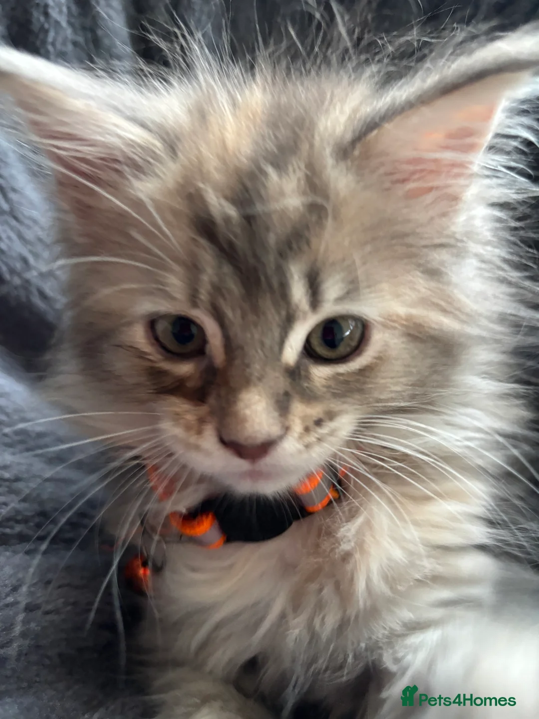 Maine Coon cats for sale: Maine coon kittens  - Advert 9
