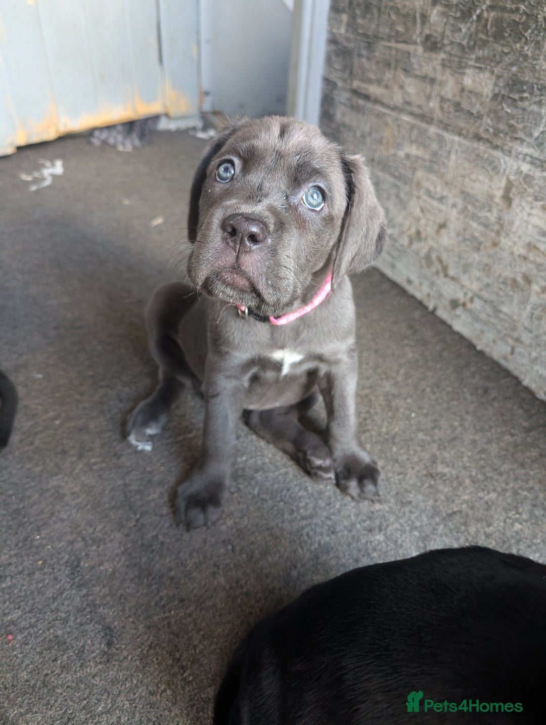 Cane Corso dogs for sale: Cane corso puppies.. - Image 20