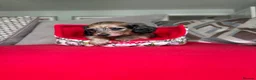 Miniature Dachshund dogs for sale: Two longhair miniature dachshund puppies READY NOW - Advert 6
