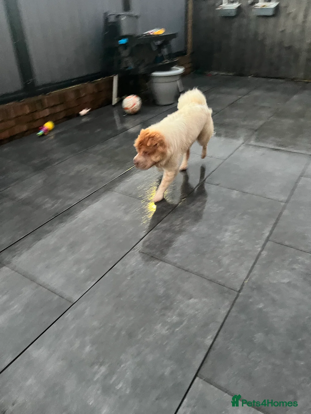 Shar Pei dogs for stud: lilac flower bear coat stud kc reg proven  in Sunderland - Advert 5