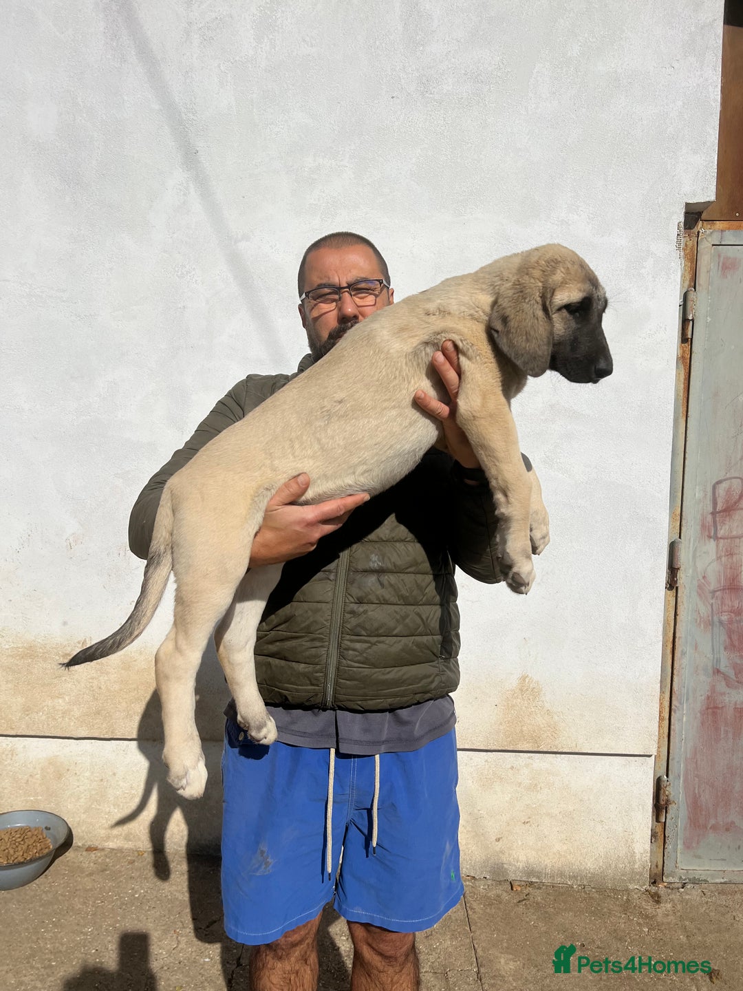 Anatolian Shepherd dogs for sale: Malakli Puppies - Image 34