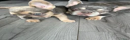 French Bulldog dogs for sale: Stunning female French bulldog puppy  - Advert 2
