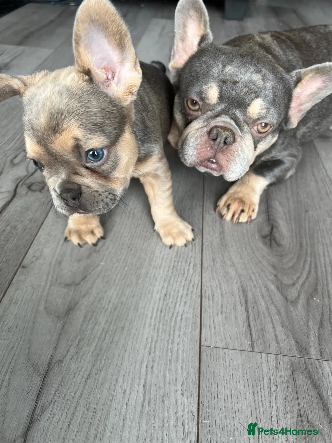 French Bulldog dogs for sale: Stunning female French bulldog puppy  - Advert 2
