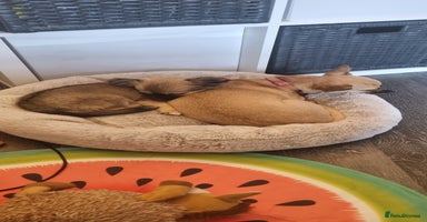 Chihuahua dogs - Advert 9