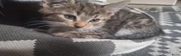 Mixed Breed cats for sale: 3 little boys and 1 girl  - Advert 29