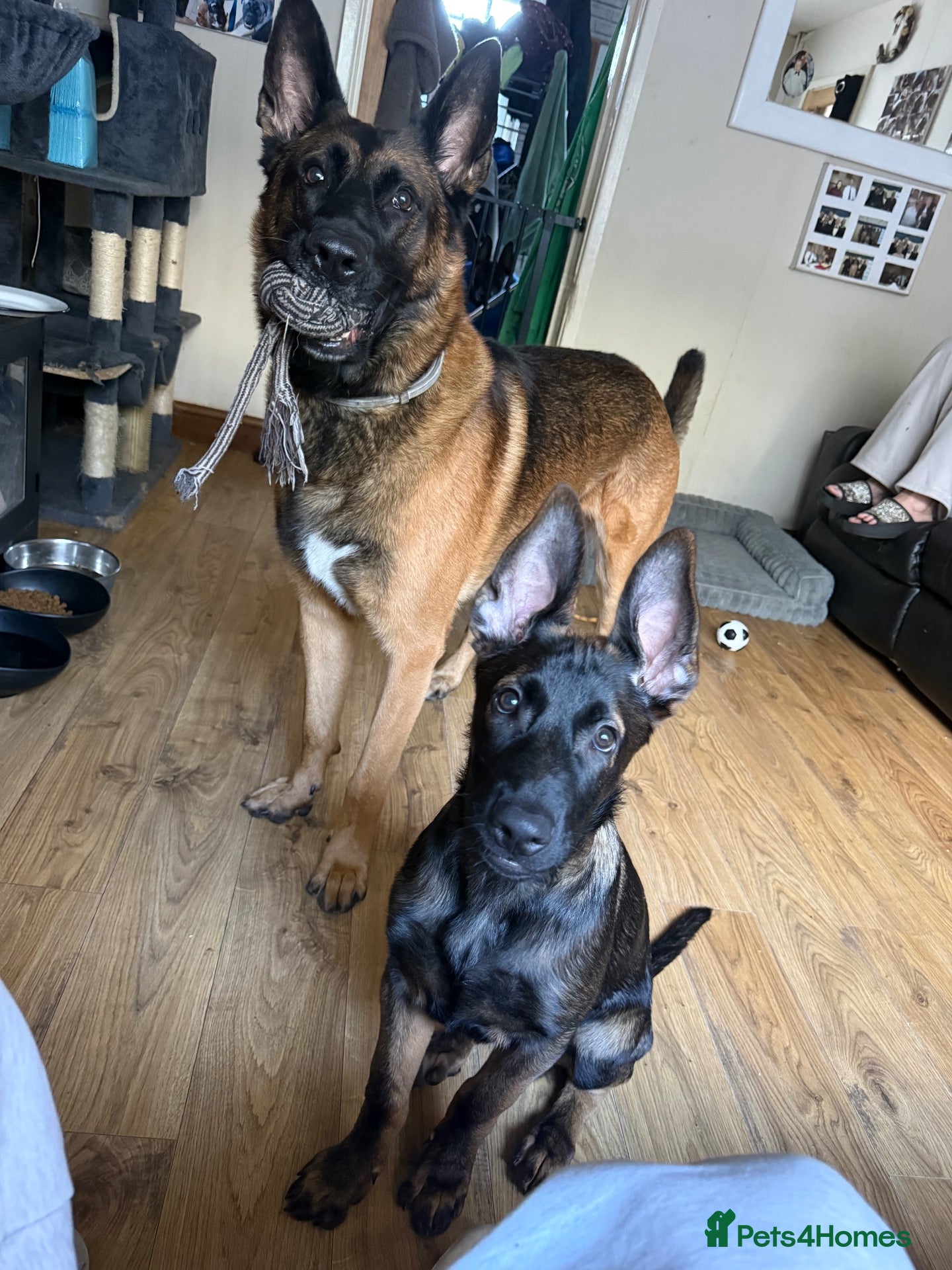 Belgian Shepherd Dog dogs for sale: last Belgian shepherd Harry READY TO GO - Advert 1