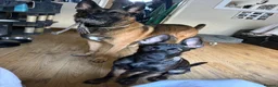 Belgian Shepherd Dog dogs for sale: last Belgian shepherd Harry READY TO GO - Advert 1