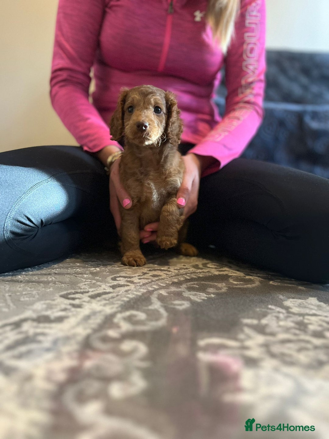 Cockapoo dogs for sale: Stunning F2 cockapoo puppies available 😍  - Image 6