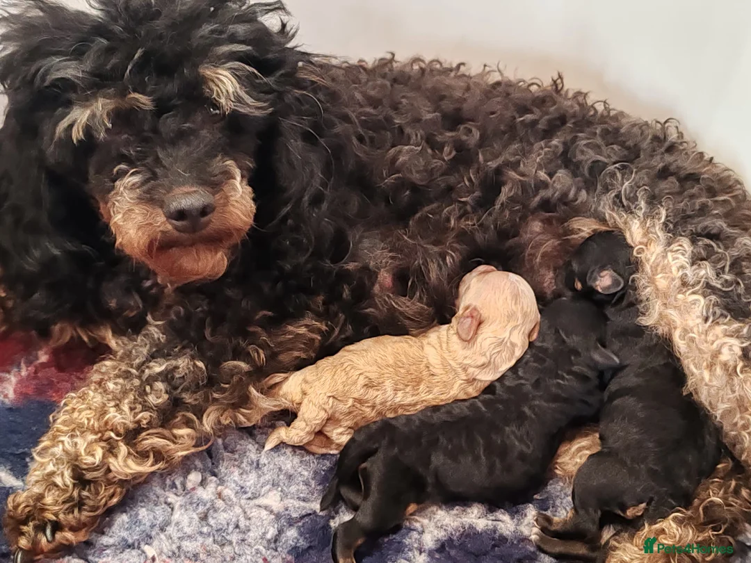 Toy Poodle dogs for sale: KC Reg Toy Poodle Puppies Health tested parents - Advert 2