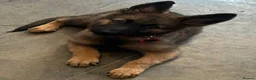 German Shepherd dogs for sale: Beautiful German shepherd cross Belgium shepherd  - Advert 15