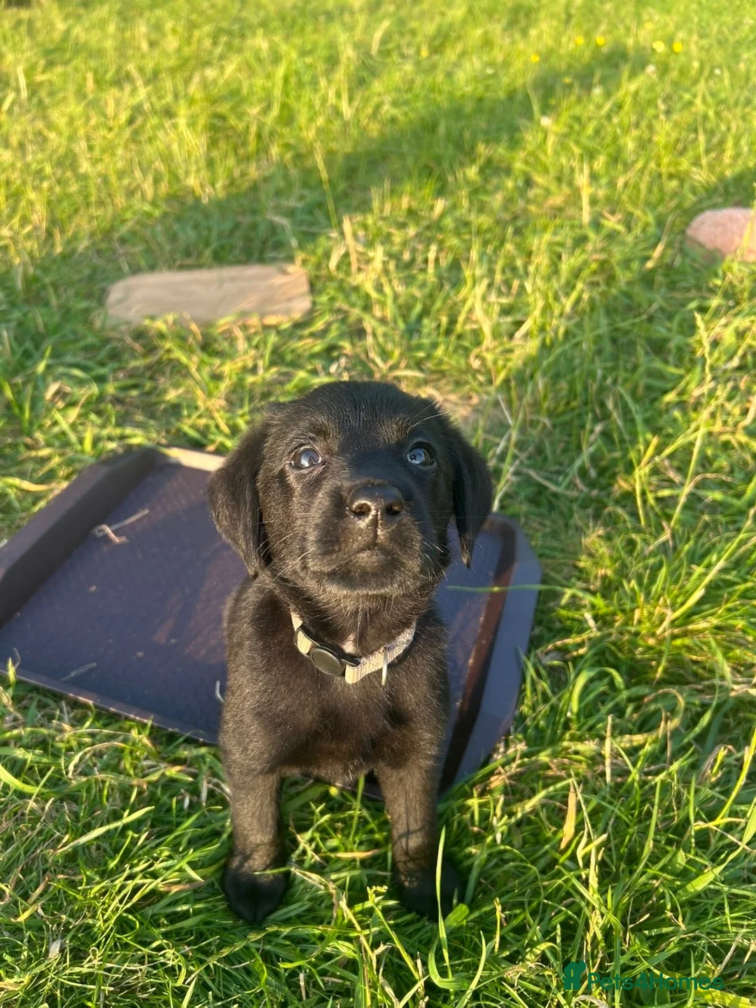 Labrador Retriever dogs for sale: Meg - Labrador retriever  in Tyn-y-Gongl - Advert 6