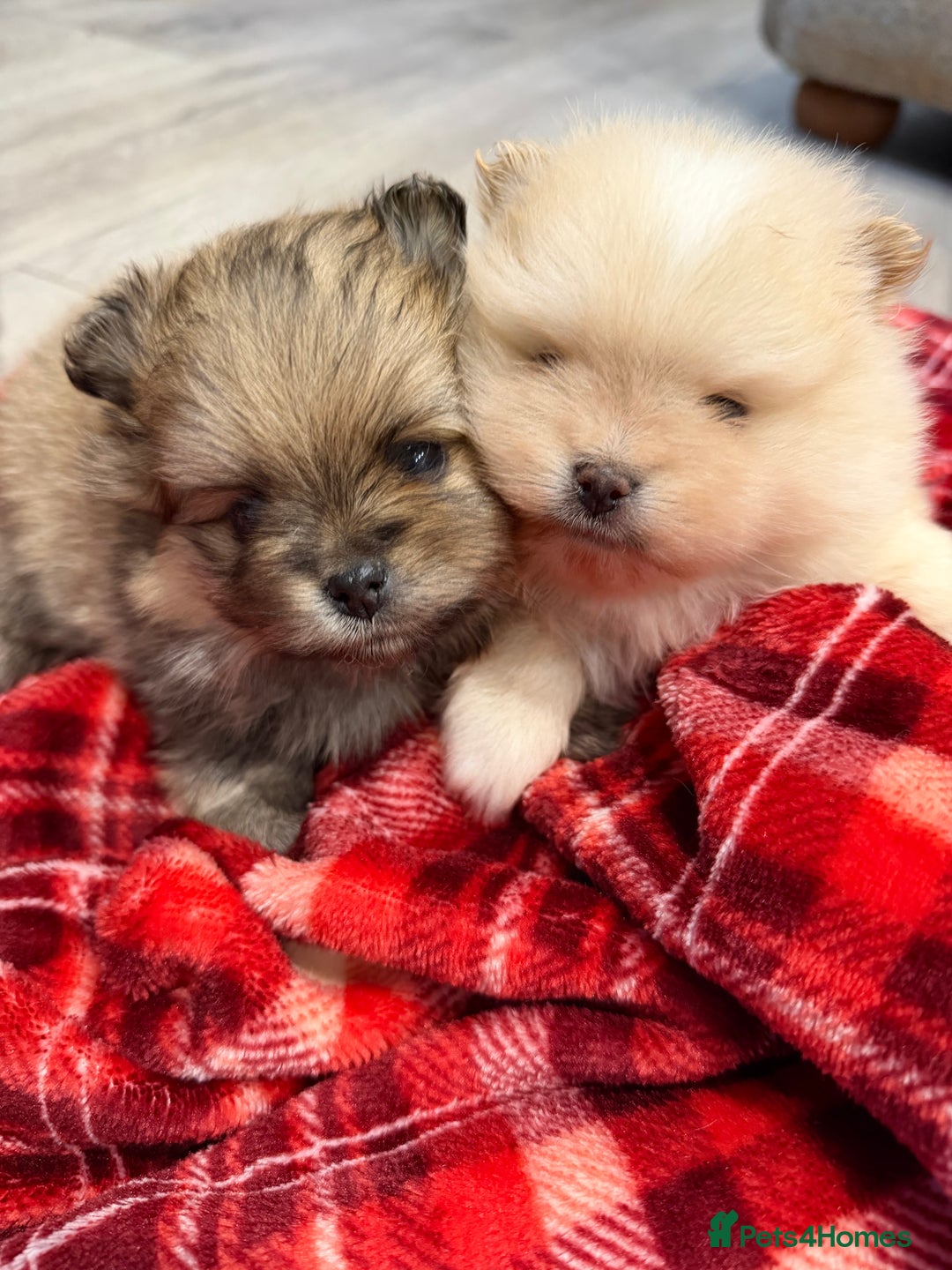 Pomeranian dogs for sale: Kc cream thick fur Pomeranian male puppy - Advert 2