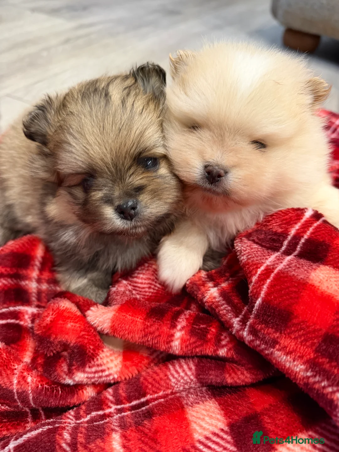 Pomeranian dogs for sale: Kc cream thick fur Pomeranian male puppy - Advert 2