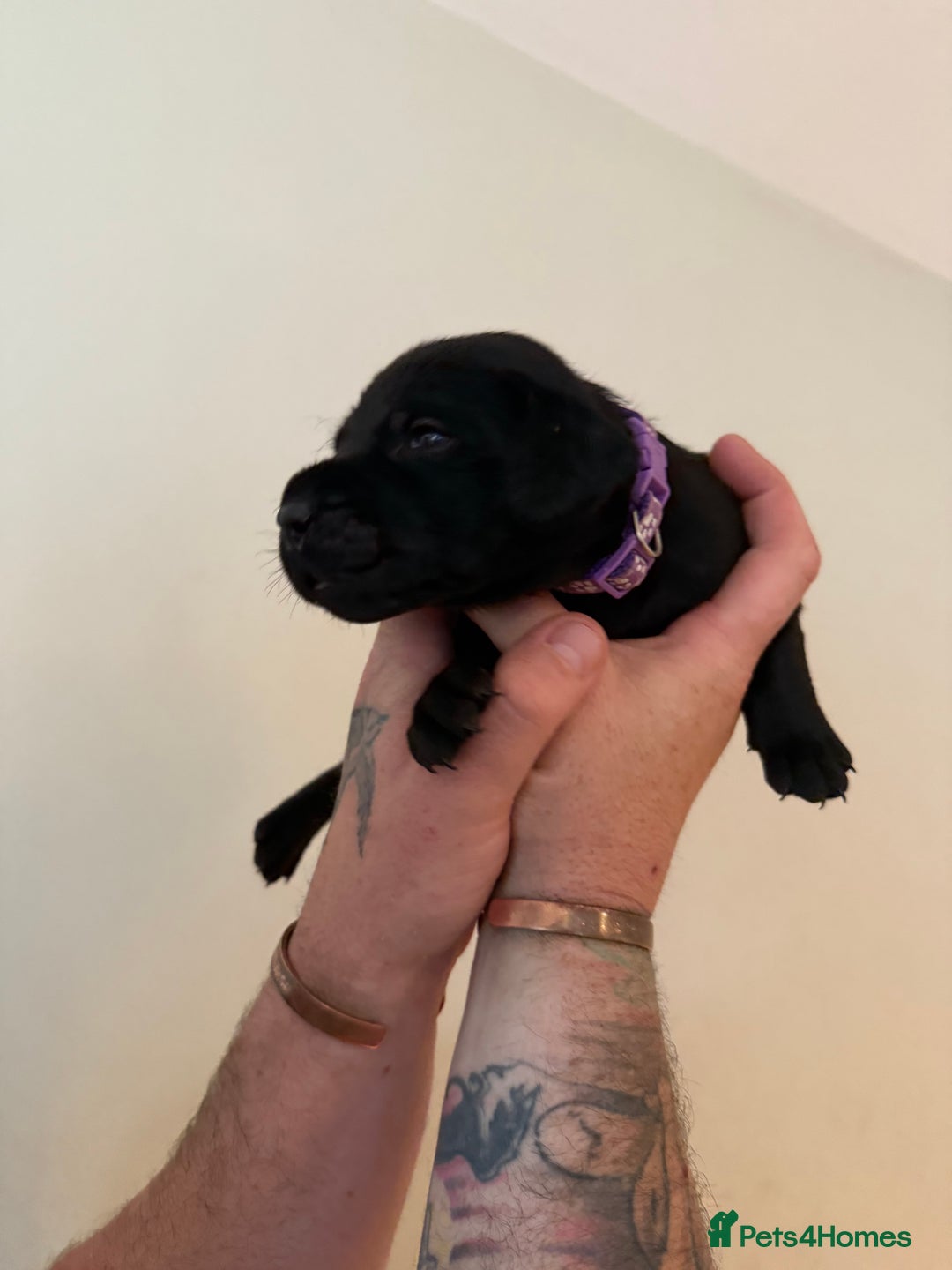 Mixed Breed dogs for sale: Pointer-vizsla-dor puppies - Image 8