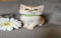 British Shorthair cats for sale: Beautiful British Shorthair kittens 🫶 - Image 8
