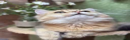 British Longhair cats for sale: Stunning British Longhair kittens  - Advert 9