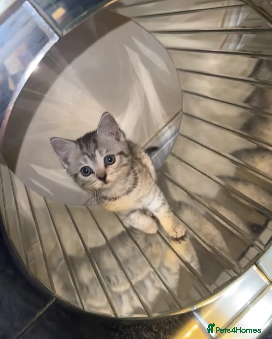 British Shorthair cats for sale: Silver British shorthair kitten  - Advert 1