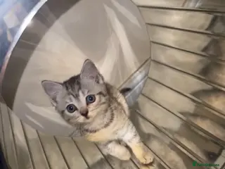 British Shorthair cats Silver British shorthair kitten - Advert 1