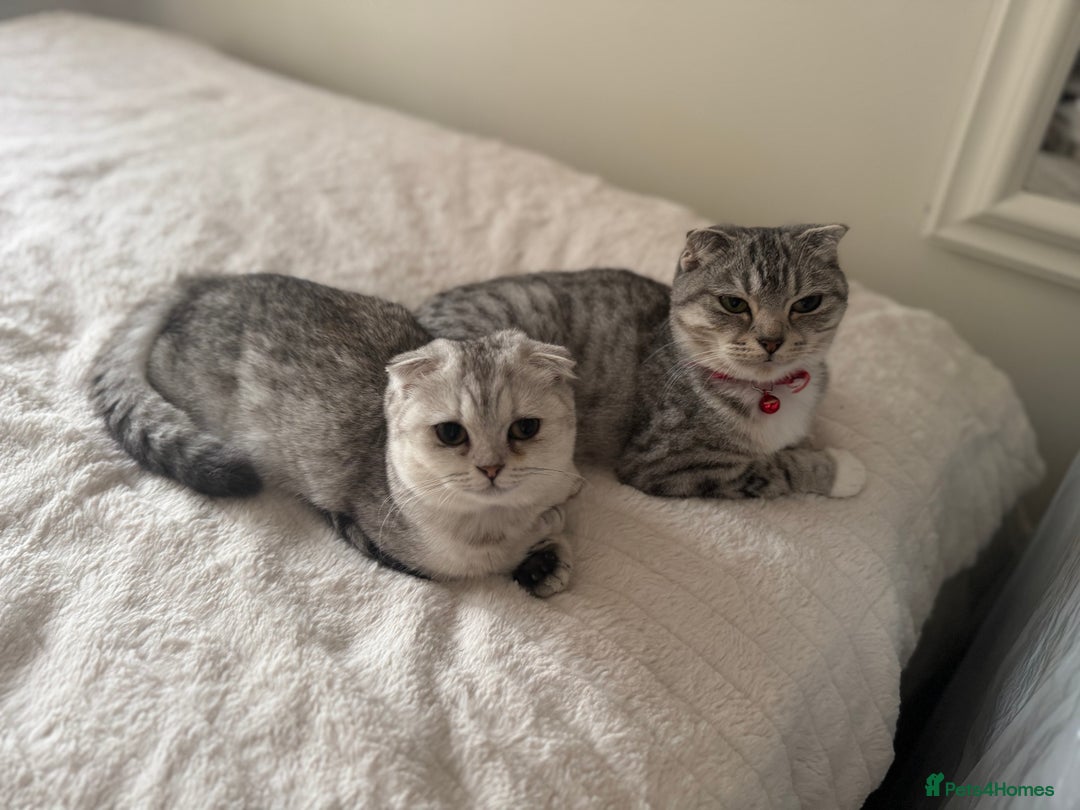 Scottish Fold cats for sale: Scottish fold female pick of litter - Image 9