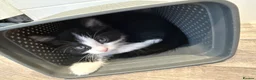 Mixed Breed cats for sale: Lovely kitten looking for a family to grow up  - Advert 7