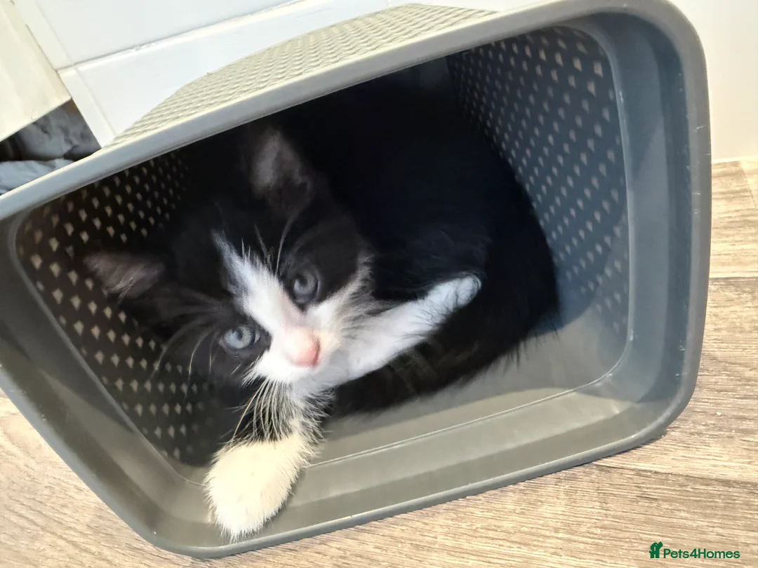 Mixed Breed cats for sale: Lovely kitten looking for a family to grow up  - Advert 7