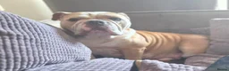 Olde English Bulldogge dogs for sale: Old English Bulldog Pups  - Advert 9