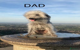 Mixed Breed dogs for sale: BEDLINGTON X COCKERPOO 4 GORGEOUS GIRLS!! - Advert 4