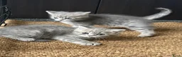 Mixed Breed cats for sale: 🐾 Beautiful British Shorthair Cross Kittens 🐾 - Advert 3