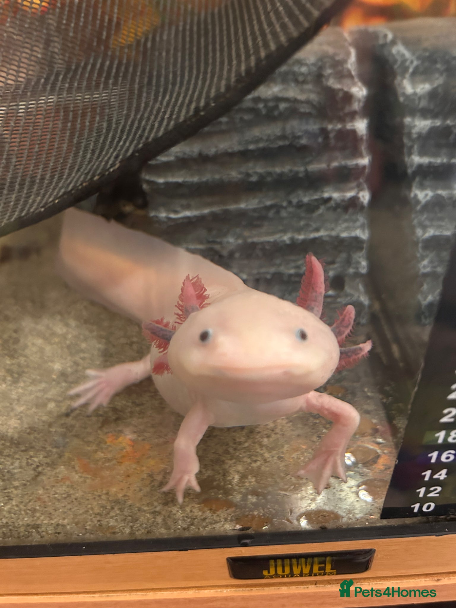 Other/Mixed Breed fish X2 Axolotls & whole setup  - Advert 13