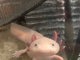 Other/Mixed Breed fish X2 Axolotls & whole setup - Advert 13