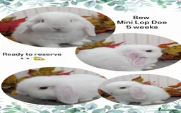 Mini Lop rabbits for sale: Mini lops ready to reserve - Image 4