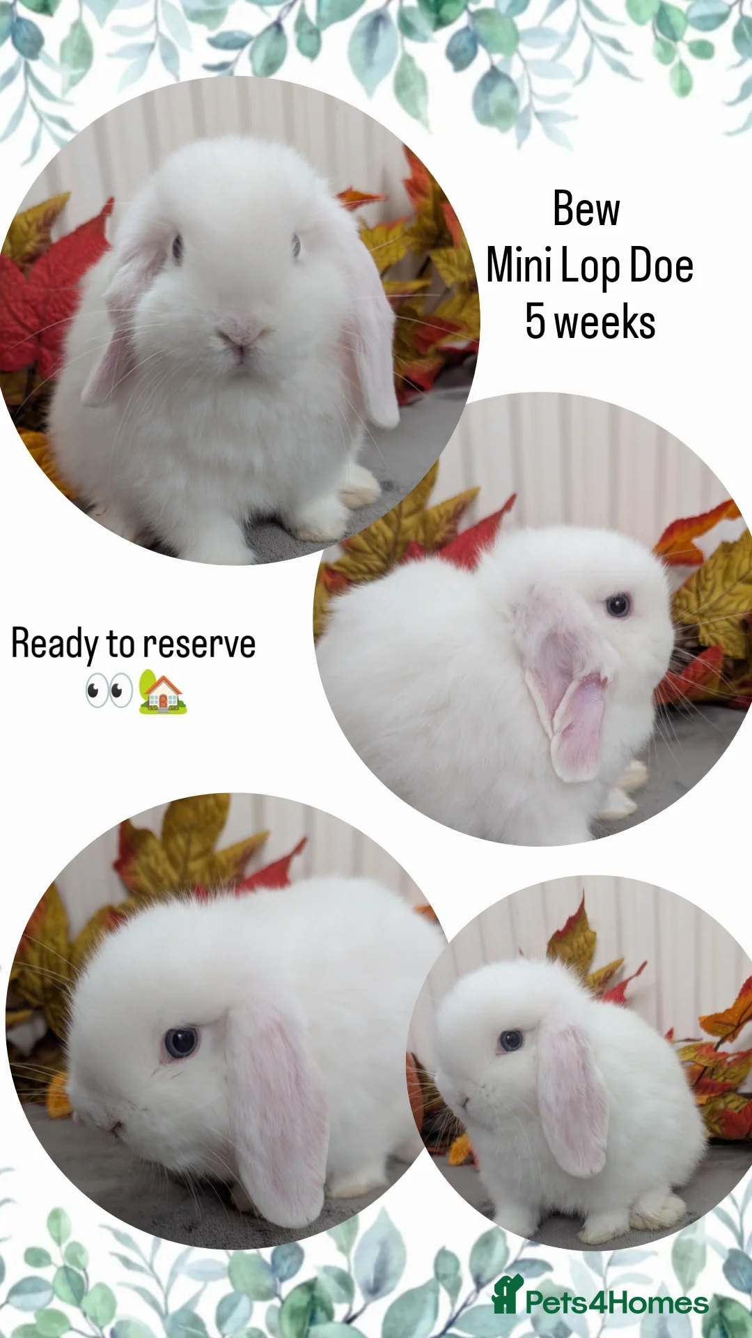 Mini Lop rabbits for sale: Mini lops ready to reserve - Image 4
