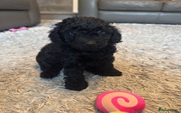 Cockapoo dogs for sale: Gorgeous F1B cockapoo  - Advert 11