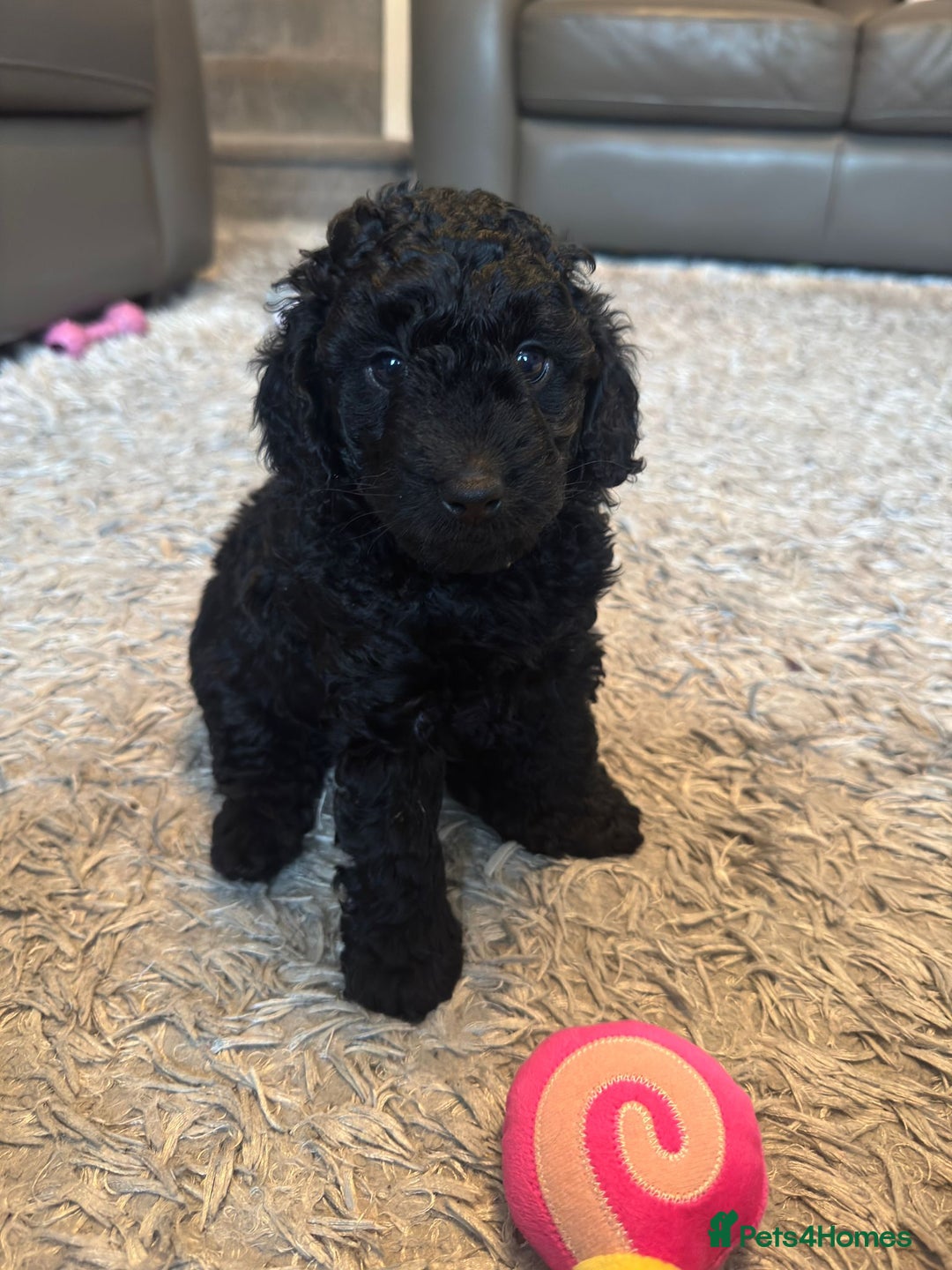 Cockapoo dogs for sale: Gorgeous F1B cockapoo  - Advert 11