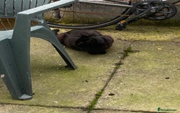 Russian Blue cats for sale: Young stray cat & 3 kittens looking for a home - Image 2