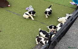 English Springer Spaniel dogs for sale: Kc reg  dna tested springer spaniels  - Image 12