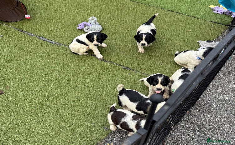 English Springer Spaniel dogs - Advert 4