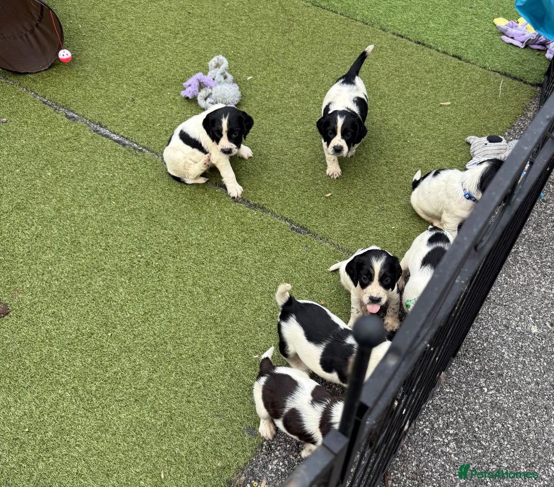 English Springer Spaniel dogs for sale: Kc reg  dna tested springer spaniels  - Image 12