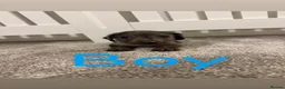 Mixed Breed dogs for sale: Miniature Dachshund cross puppies  - Advert 3
