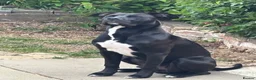 Mixed Breed dogs for sale: Staff x cane corso  - Advert 2
