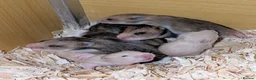 Hamster rodents for sale: Young Syrian Hamsters in Crowborough - Advert 15
