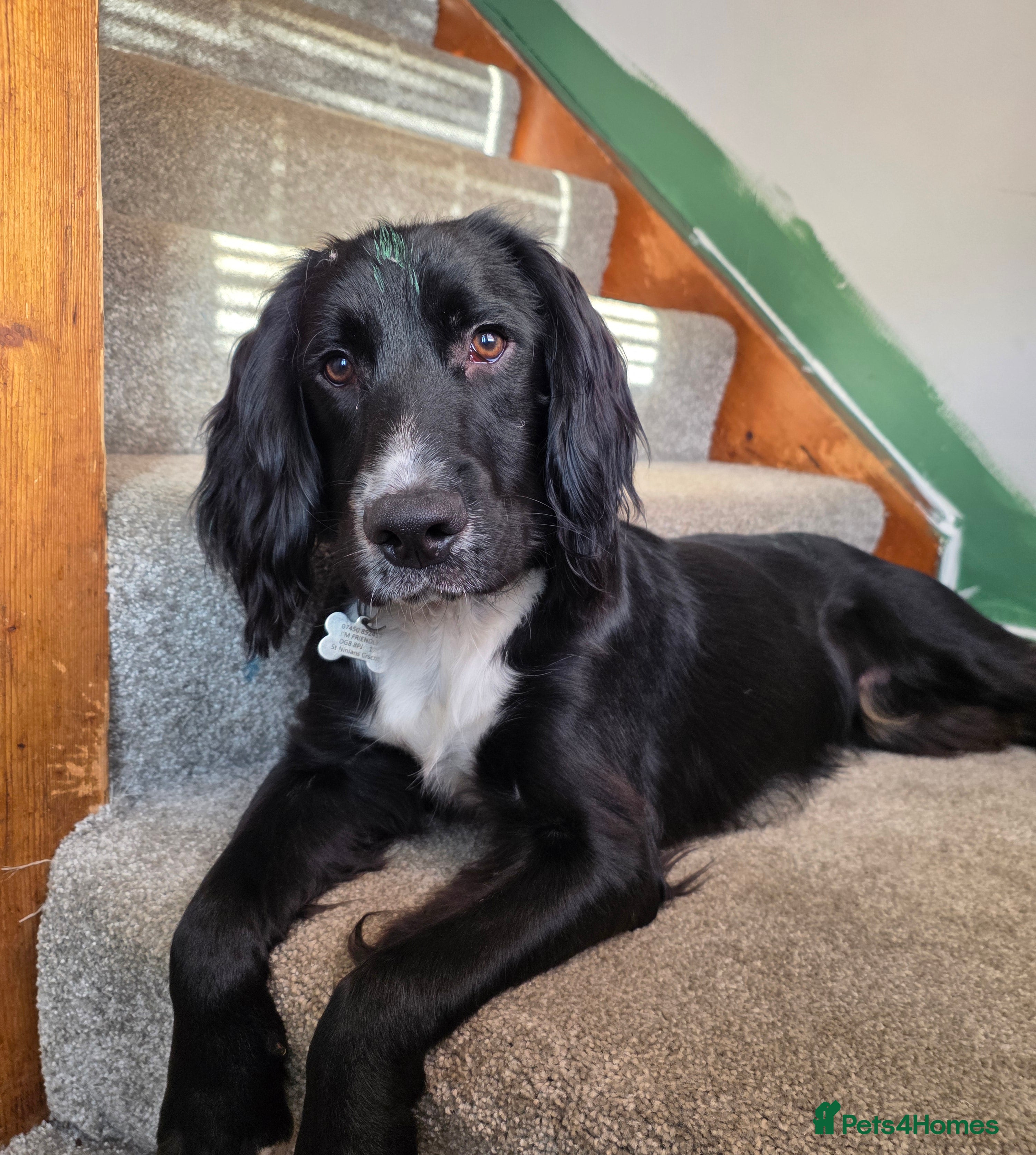 Sprocker dogs Male spaniel  - Advert 1
