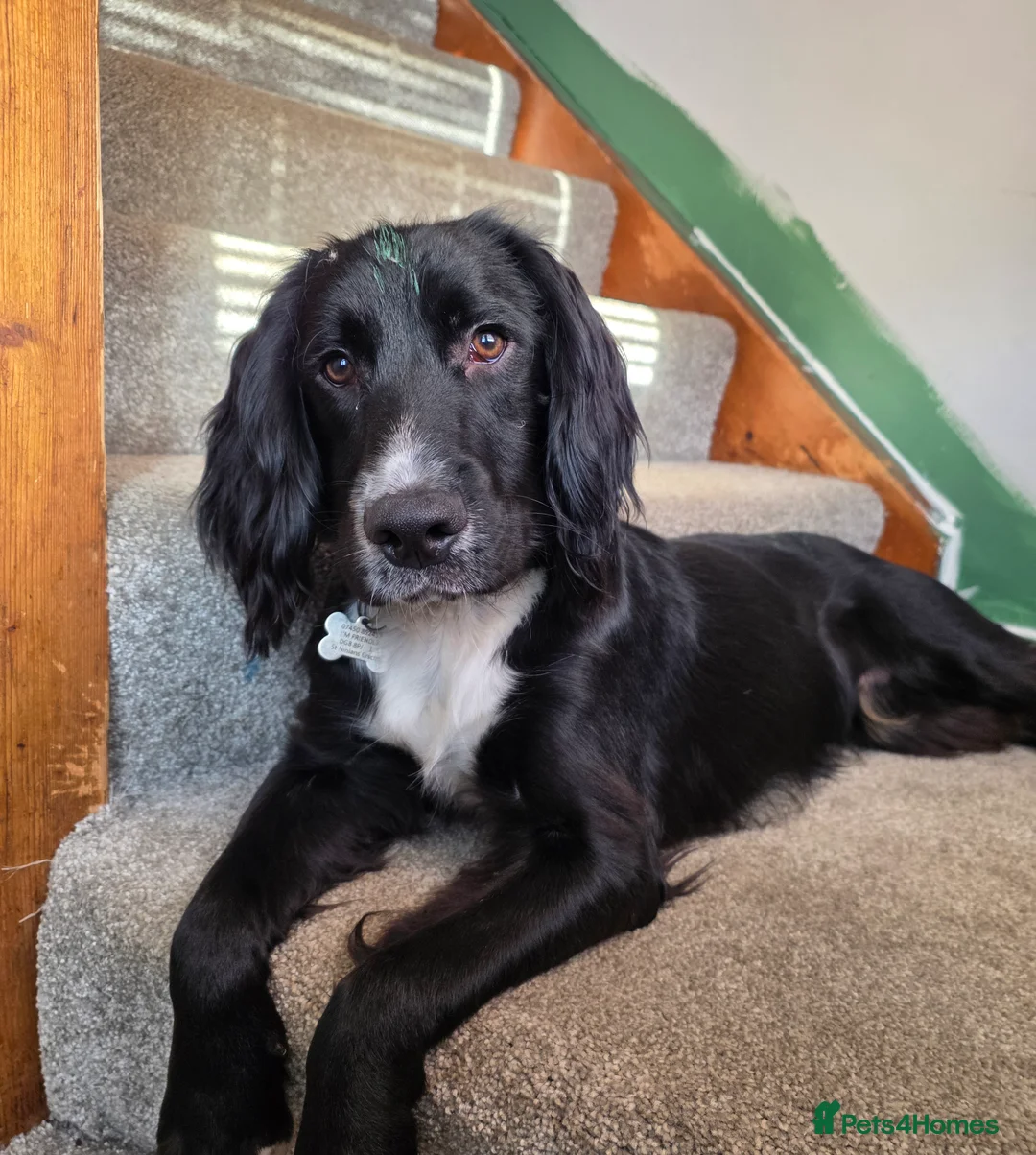 Sprocker dogs for sale: Male spaniel  - Advert 1