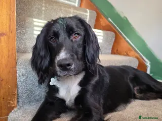 Sprocker dogs Male spaniel - Advert 1