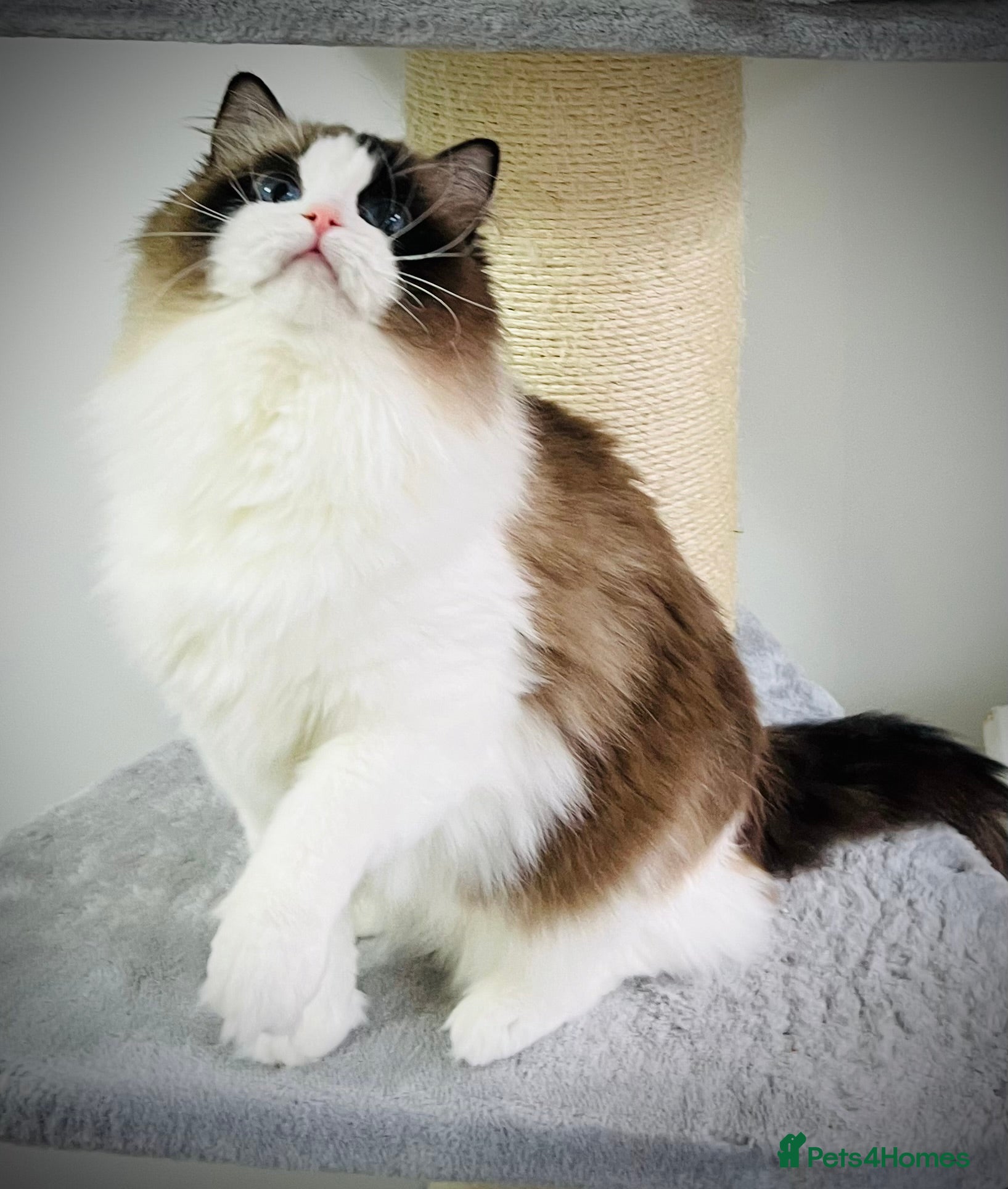 Ragdoll cats Beautiful ragdoll girl  - Advert 2